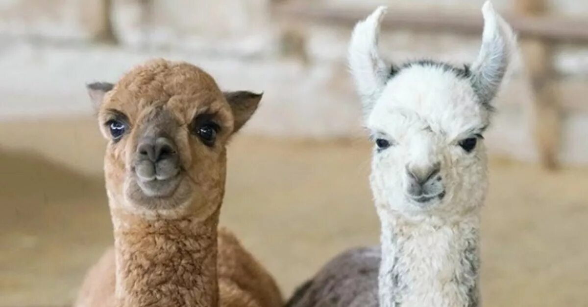 Dyed Lambs farmers dye their sheep to prevent theft Red sheep, Animals wild, Ani