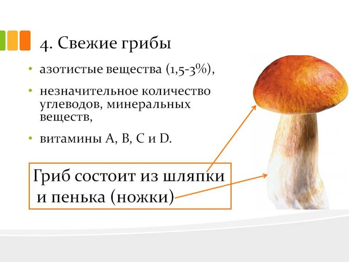 Питательные вещества содержащиеся в грибах. Строение гриба подосиновика. Витамины в грибах. Химический состав грибов. Подосиновик части гриба.