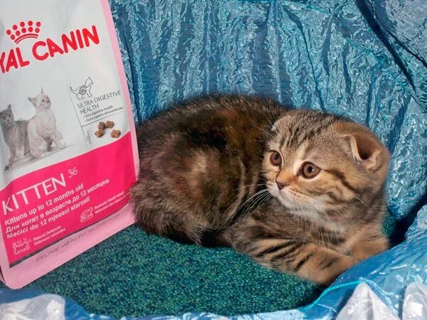 Каким кормом кормить шотландских вислоухих
