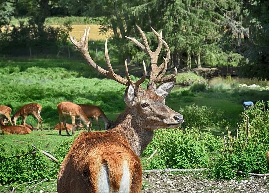 Крупное лесное млекопитающее. Самка оленя. Олень самец. Олень самка и самец. Олень в природе.