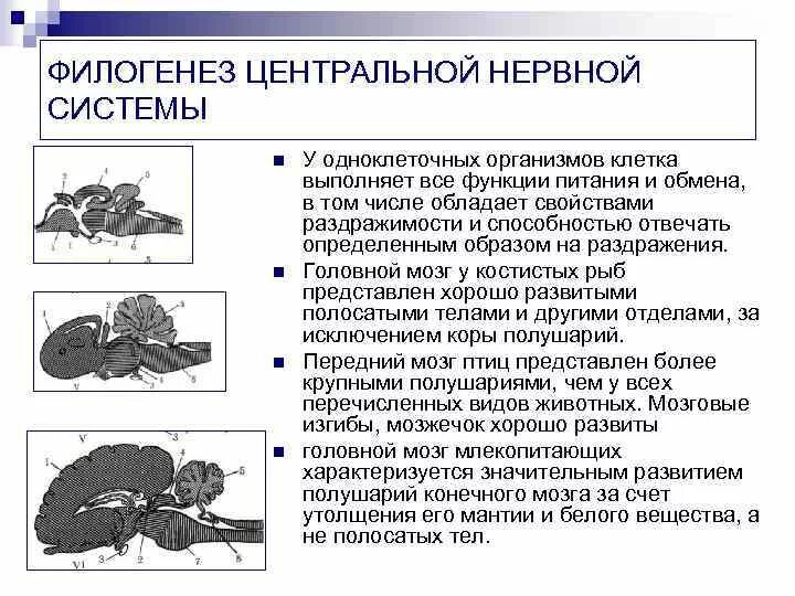 Филогенез нервной. Филогенез нервной системы позвоночных этапы эволюции таблица. Филогенез ЦНС кратко. Филогенетической развитие нервной системы таблица. Ффилогенез нервной система.