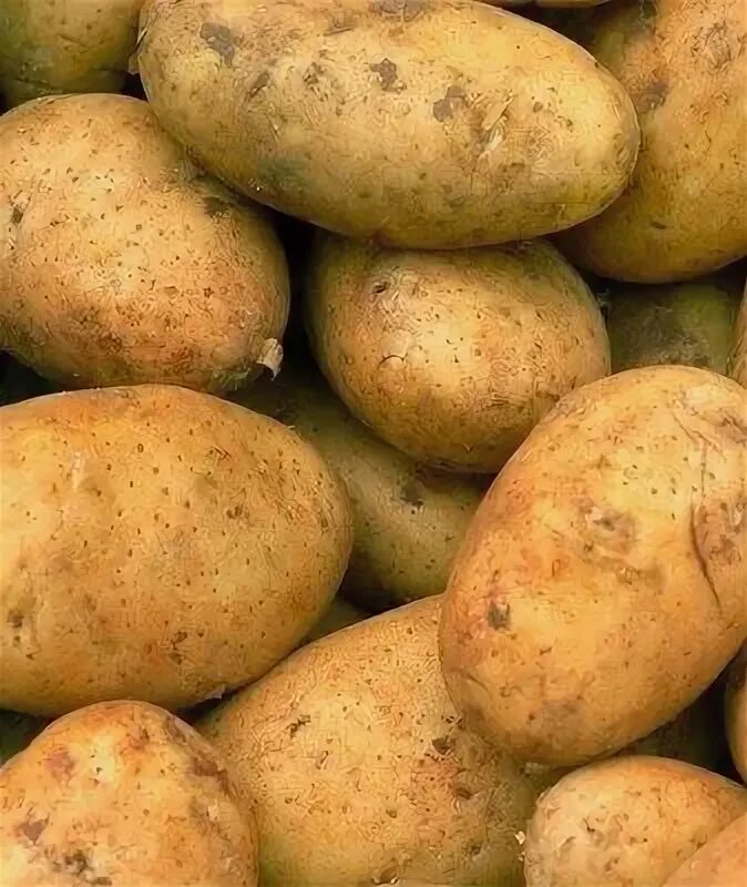 Картошка бриз фото Свежие овощи и фрукты