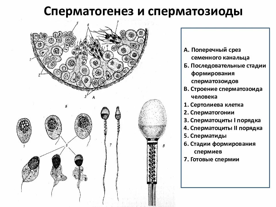 Сперматогенез стадии. Сперматогенез образование схема. сперматогенез и сперматозоиды. схема образования сперматозоидов. стадии развития сперматозоида.