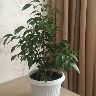Горшок для фикуса бенджамина