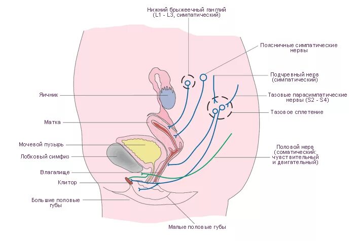урогенитальный тракт у женщин. представители микрофлоры урогенитального тракта. микроорганизмы урогенитального тракта. урогенитальный тракт это. урогенитальный тракт это.