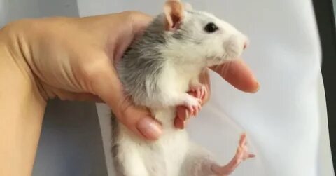 Крысюк