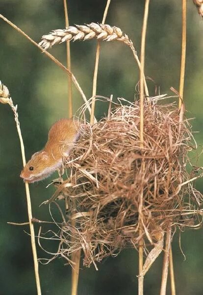 Mouse nest
