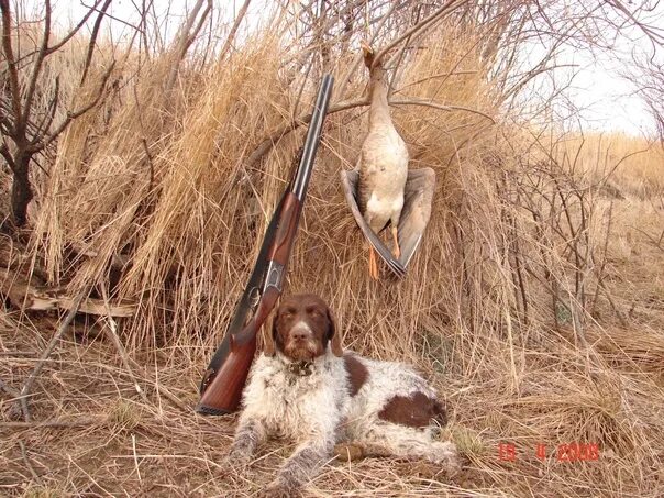 Прямой эфир охота. Охота на медведя берлога сибирь. Охота и рыбалка в тайге. Логотип рыбалка и охота тв. Охота и рыбалка.