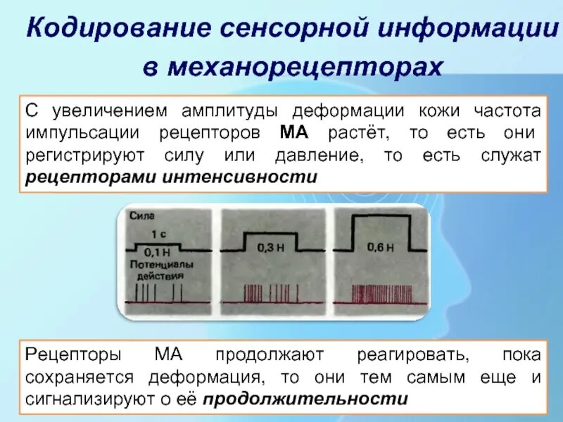 Эффективные методы кодирования. Кодирование сенсорной информации. Кодирование в сенсорных системах. Кодирование в сенсорных системах физиология. Принципы кодирования сенсорной информации.