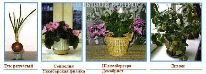 Определите какие растения зеленеют и цветут на этом подоконнике. Шлюмбергера лавандовая. Рождественник цветок. Растения на подоконнике зимой. Растения зеленеют и цветут на подоконнике зимой.