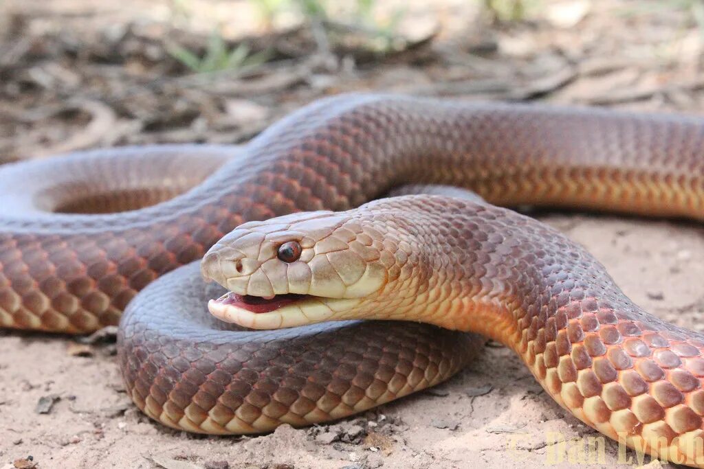 Snake wiki