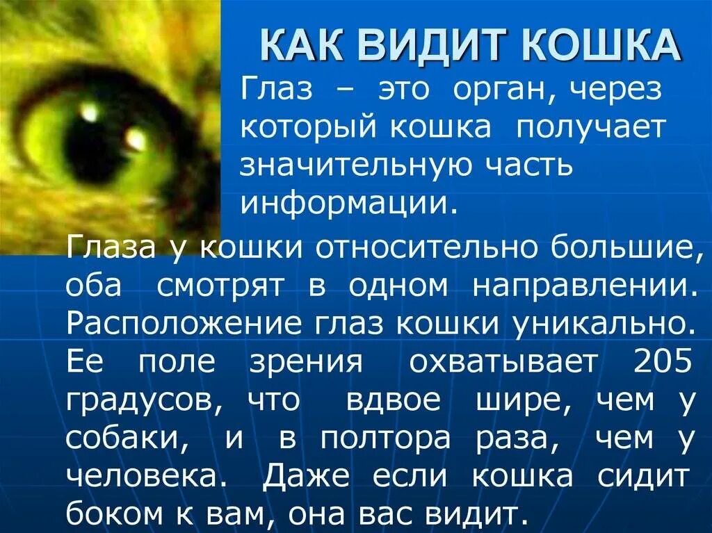 Кошки различают цвета или нет. Как видят кошки. зрение кошек. как видишь. зрение глазами кошки.