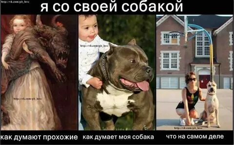 О чем думают собаки