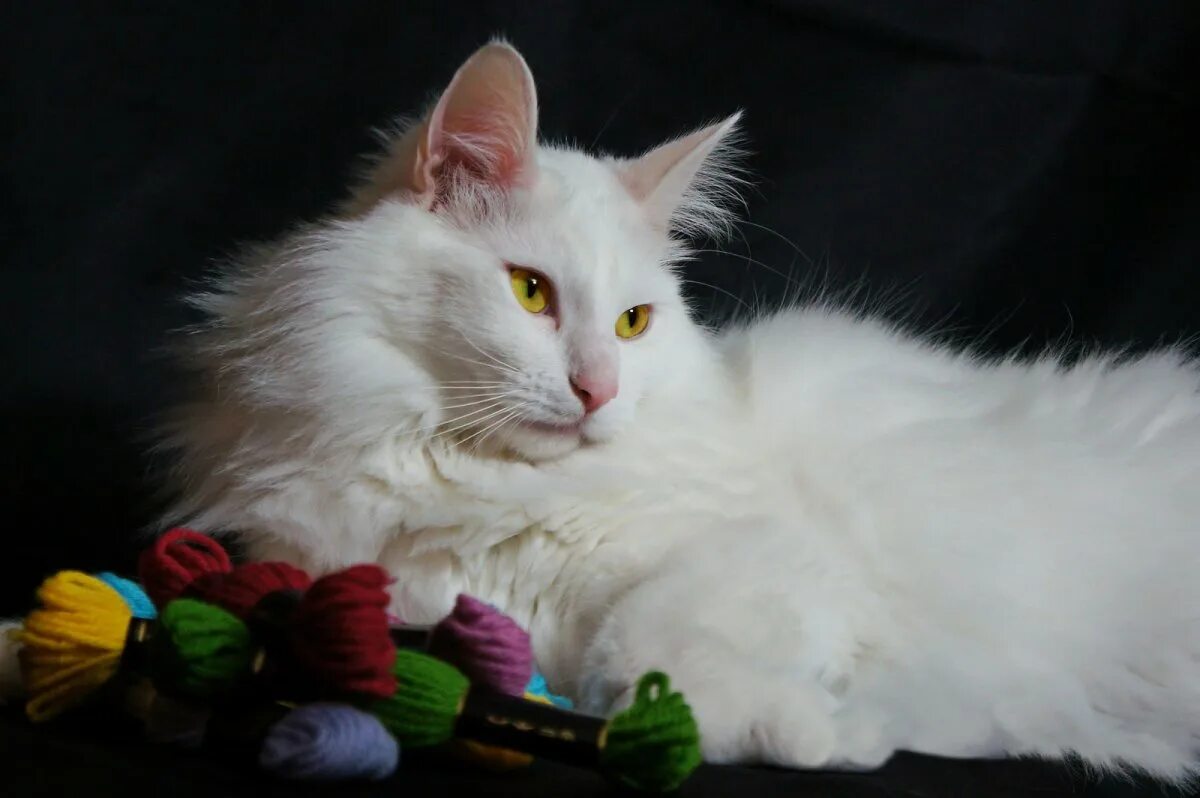Турецкая ангора кошка. Турецкая ангорская кошка. Ангорская кошка турецкая ангора. Белый ангорский кот.