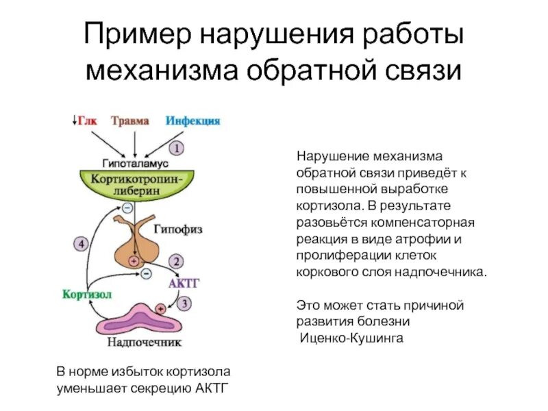 Нарушение выработки гормонов. Схема секреции и действия АКТГ. Нарушение выработки адренокортикотропный гормон. Влияет ли гиперпродукция кортизола на образование АКТГ. Нарушение выработки АКТГ.