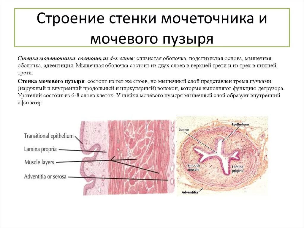 Мочевой пузырь выполняет функцию. Строение стенки мочевого пузыря. Строение стенки мочевого пузыря анатомия. Строение стенки мочеточника и мочевого пузыря. Мышечная оболочка стенок мочеточник.