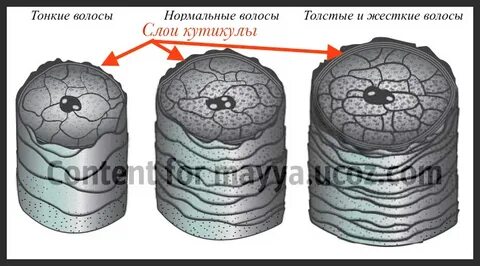Толщина 1 волоса