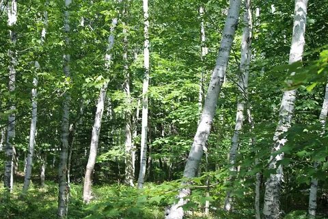 The birch