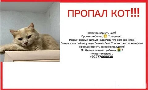 Как вернуть кота