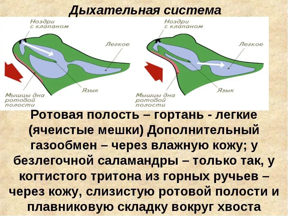 Ротовая полость земноводных. Дыхательная система лягушки. строение дыхательной системы земноводных. дыхательная система земноводных 7 класс. дыхательная система лягушки 7 класс.