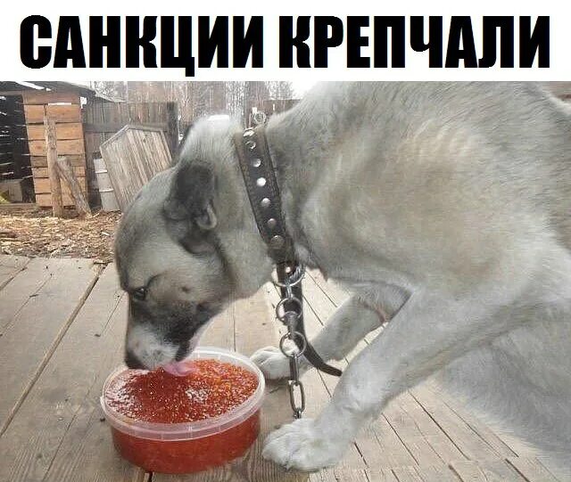 Еда для собак. Собаки едят сало. Собаки которые любят есть. Животные и еда. Животные и еда.