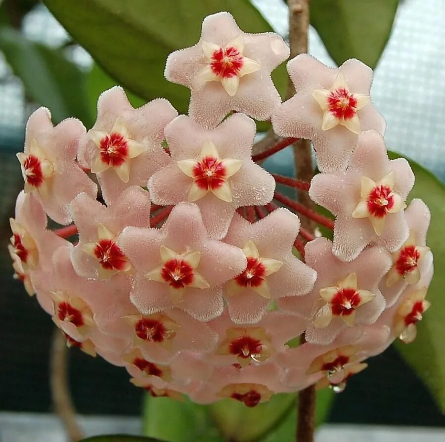 Хойя карноза (восковой плющ). Хойя benitotanii. Хойя длиннолистная восковой плющ. Хойя восковой плющ. Хойя восковая.