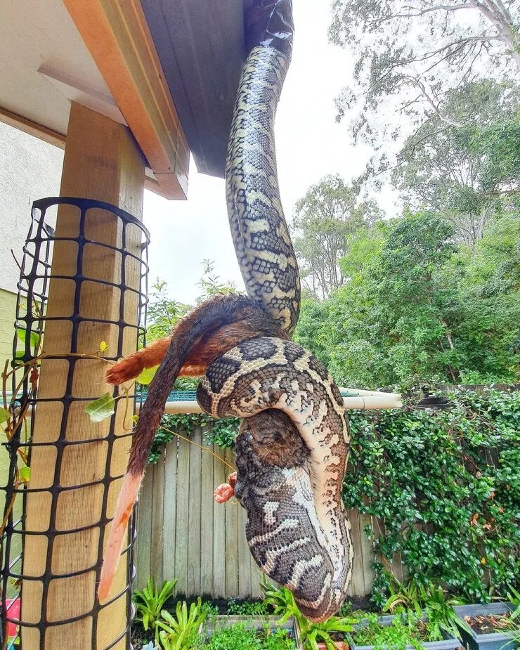 гигантский питон 2021 на русском языке