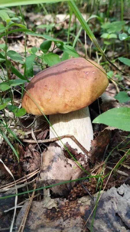 гриб филанемо геншин импакт. мицена наклоненная mycena inclinata. сбор грибов. где взять гриб. где взять гриб.