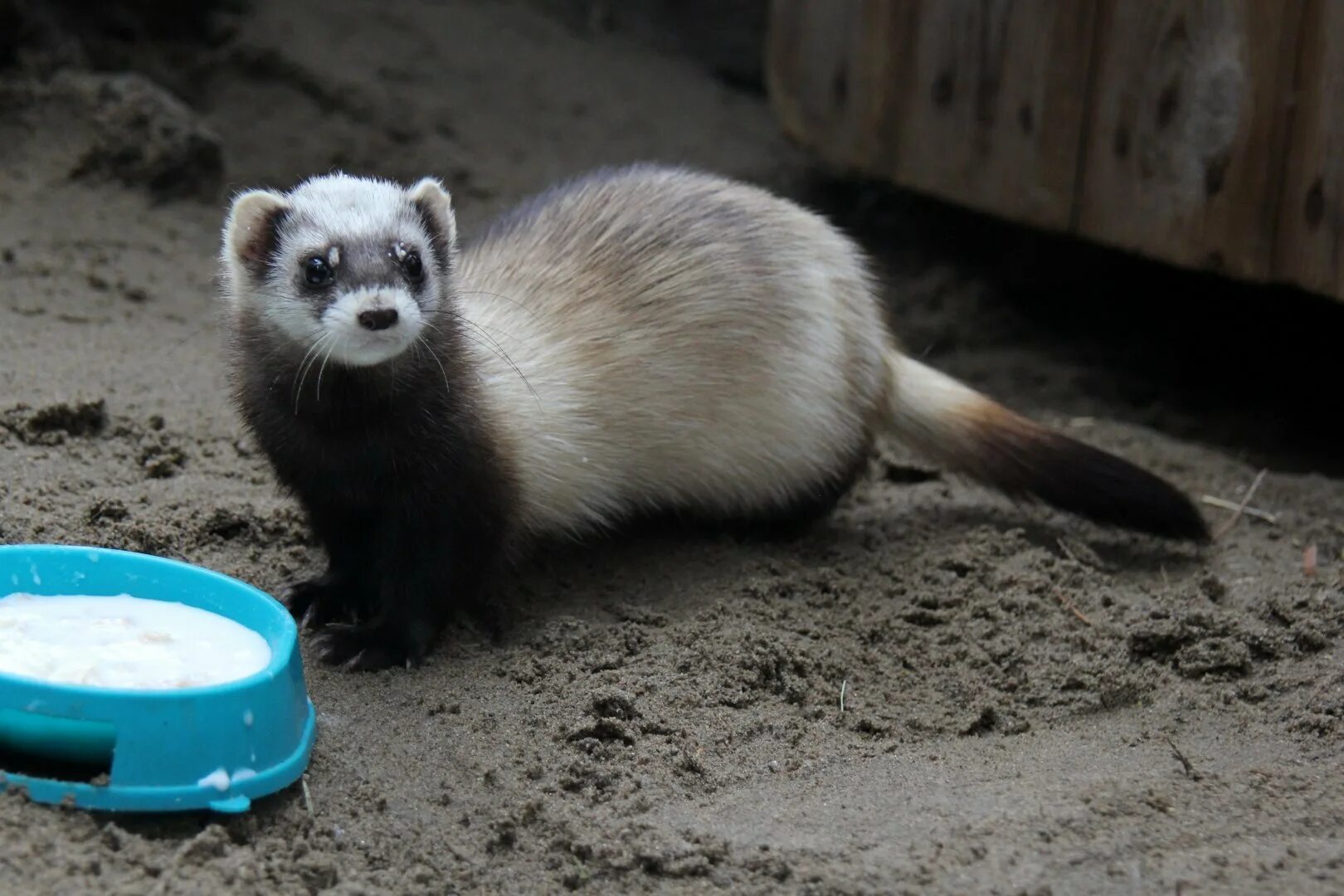 Хори. Черный лесной хорек. Лесной обыкновенный хорек. Хори. Хорек фретка.
