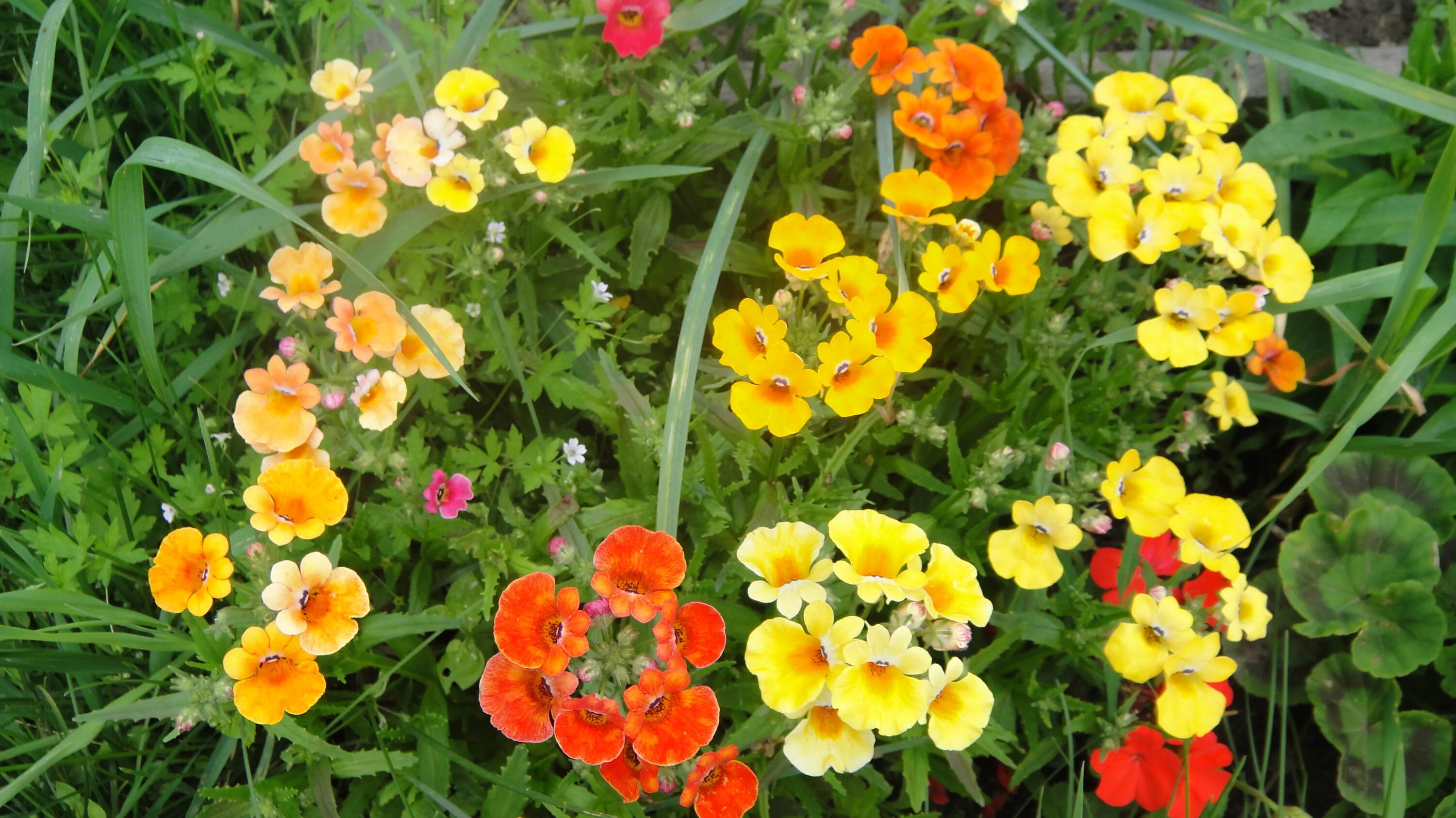 Львиный зев семена посадка. Немезия когда сажать на рассаду. Немезия всходы. Немофила ампельная. Немезия.