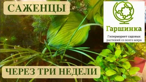 Интернет магазин гаршинка отзывы