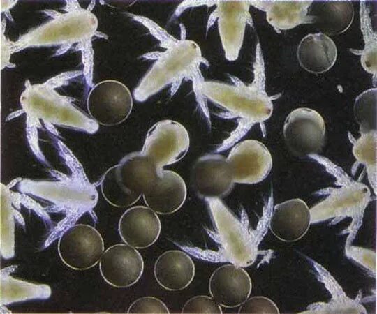 Рачки артемии цикл развития. Вылупление артемии. Артемии после вылупления из яиц. Вылупление артемии. Вылупление артемии.