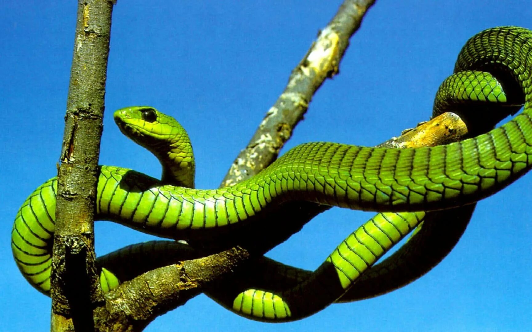 Snakes are dangerous. Цейлонская куфия змея. Бумсланг змея. Африканский бумсланг змея. Бумсланг ядовитая змея.