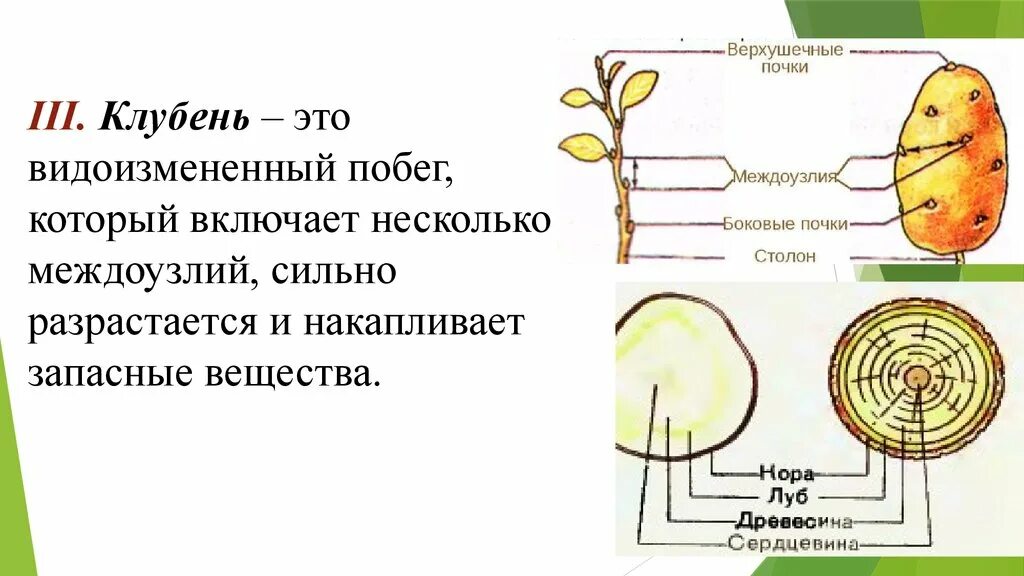 Лабораторная работа строение видоизмененных подземных побегов. Видоизменённые побеги клубень картофеля. Поперечный срез клубня картофеля рисунок. Видоизмененный побег строение картофель.