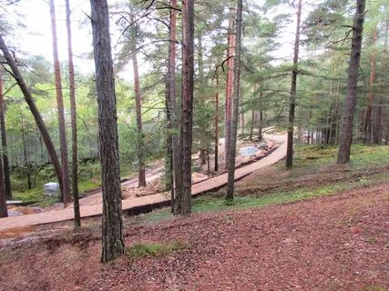 Приморский сосновый бор