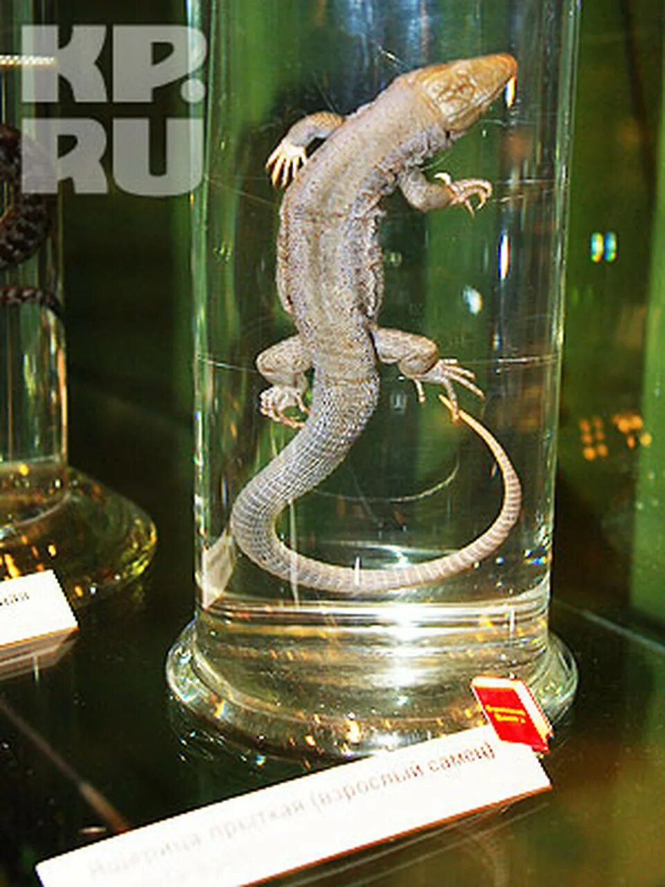 Выставка рептилий. Выставка рептилий в Москве. Коллекции рептилий для выставки. Фотообъявление выставка рептилий.