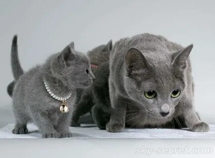 1 котиков