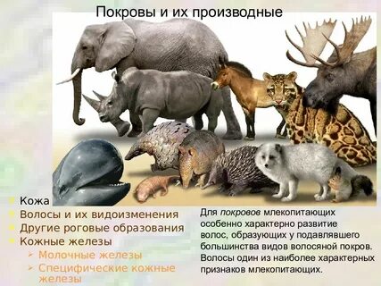 Кожа у большинства млекопитающих
