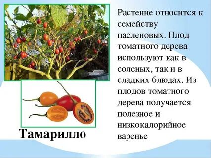 Овощи относящиеся к семейству пасленовых