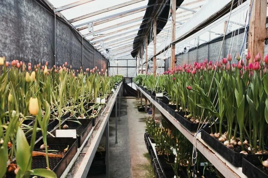 луковица гиацинта. тюльпан stargazer. лотос гиацинт р9. выгонка луковичных. луковицы на выгонку.