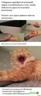Результаты коте