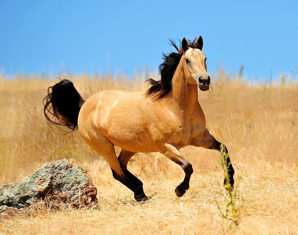 5 Fun Facts About The Friesian Horse Horses, Horse breeds, Friesian horse