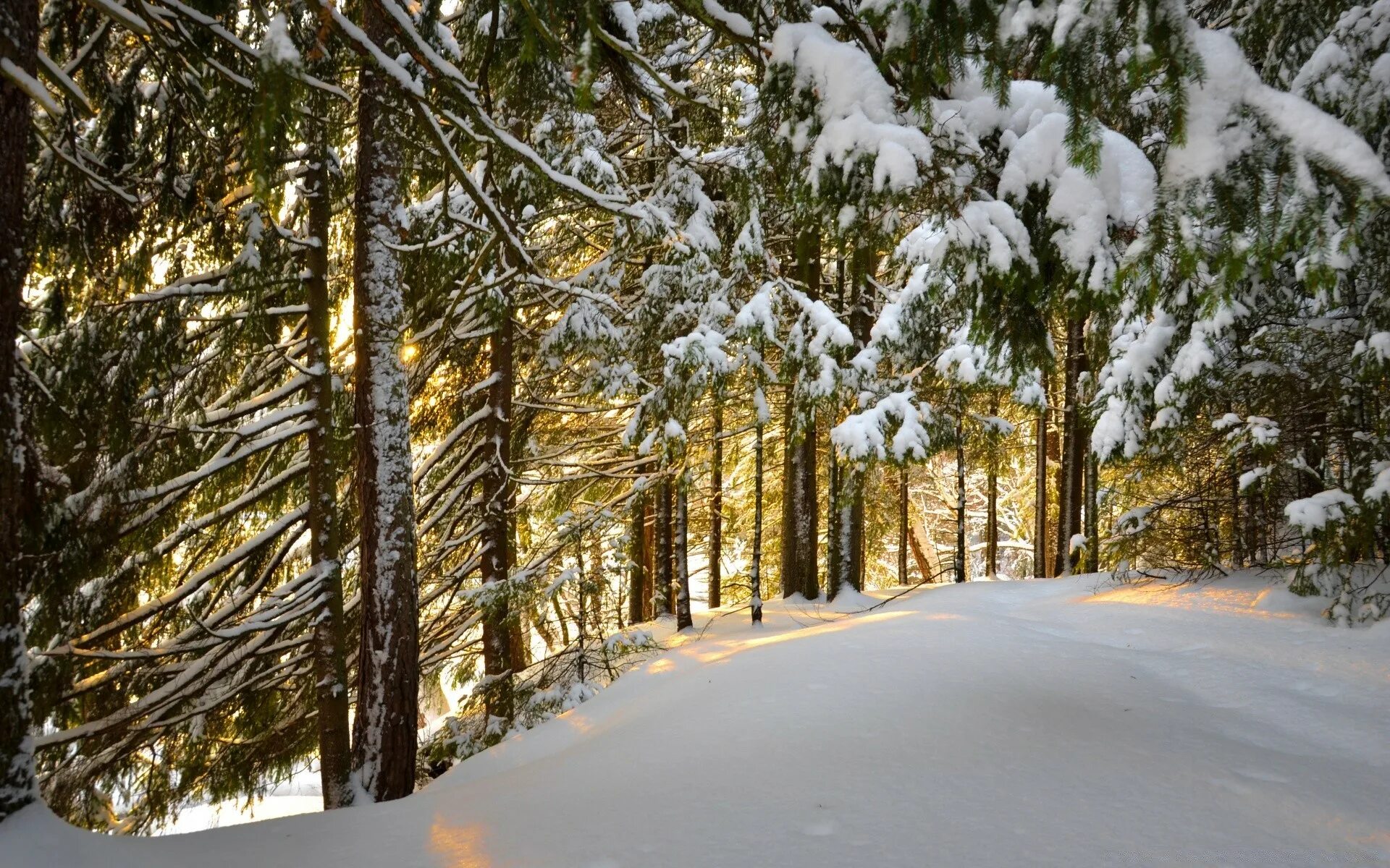 Зимой в лесу. Зимний лес. Зимний Сосновый лес. Сосновый Бор в снегу.