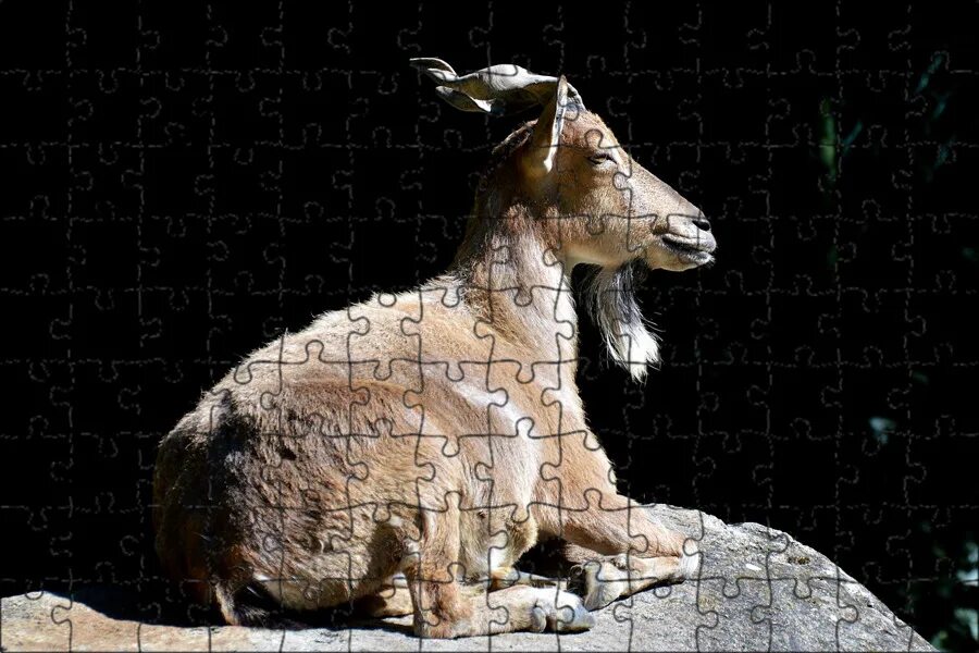 Дикая козочка 6 букв. Детеныш серны. Ягненок оленя. Дикая козочка 6 букв. Карликовый козел.