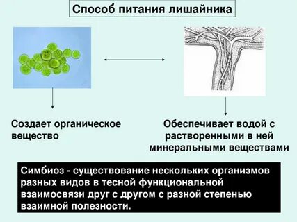 Тип питания лишайников 7