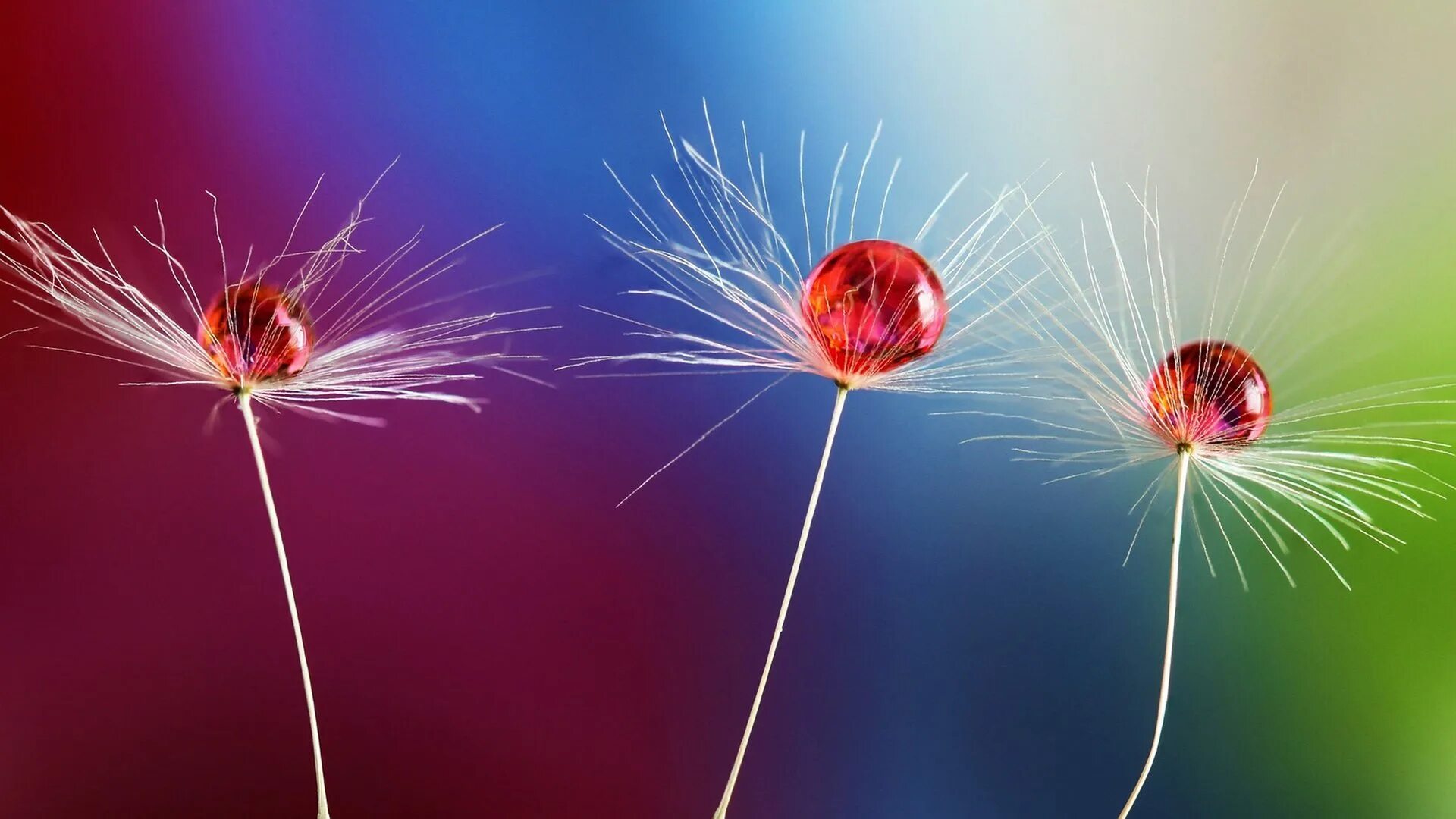 рыжий одуванчик. стебель одуванчика. одуванчик розовый фото. красный одуванчик. Tooth lion plant.