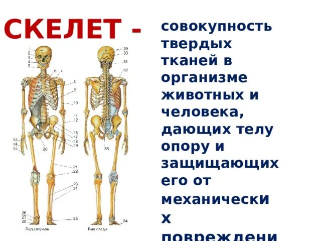 Строение скелета человека. Биология кости человека. Скелет строение состав и соединение костей скелета человека. Кости человека 8 класс биология.