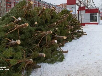 Рождество сосен