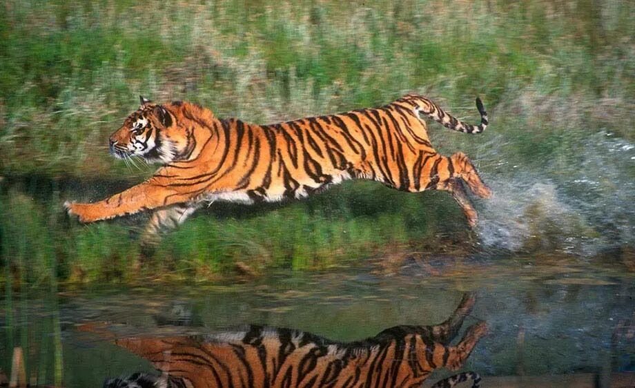 Тигр бежит. Тигр в беге. Тигр бежит по воде. Тигр бегает.