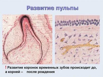 Развитие пульпы